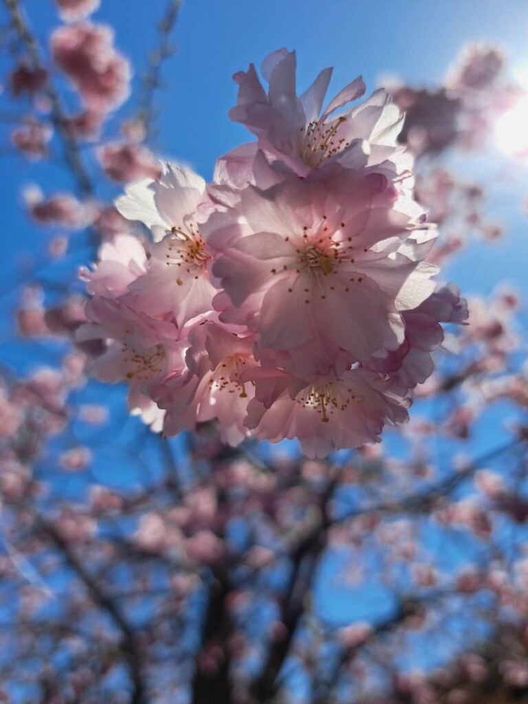 【ご予約受付中】花見の会🌸
